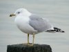 Ring-billed Gull at Westcliff Seafront (Steve Arlow) (45648 bytes)